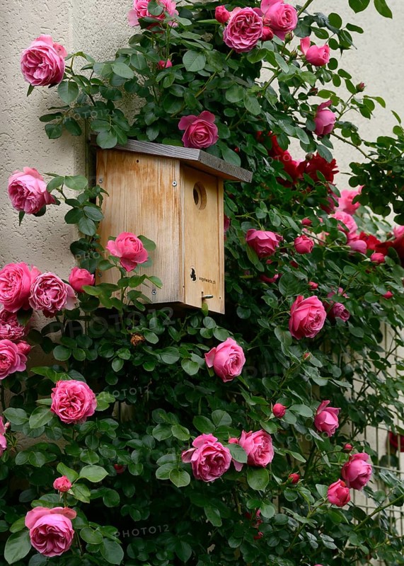 Flowering climbing roses with nesting box, rose 'Leonardo da Vinci'