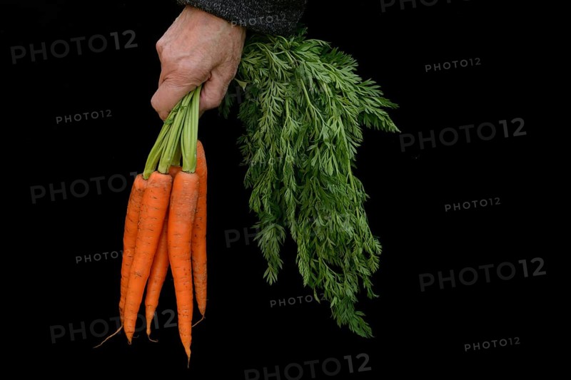 Hand holding bunch of carrots, Daucus carota
