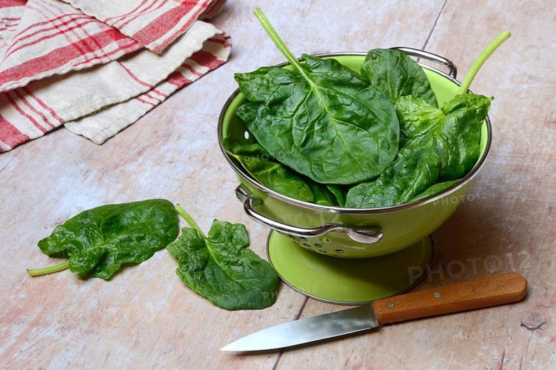 Spinach in sieve bowl, Spinacia oleracea