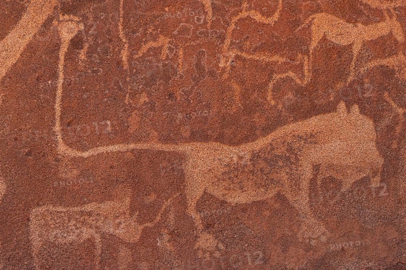 Detail, rock engraving of a lion, depictions of animals on a rock slab, lion slab, petroglyphs, rock engravings, Twyfelfontein, Kunene, Namibia