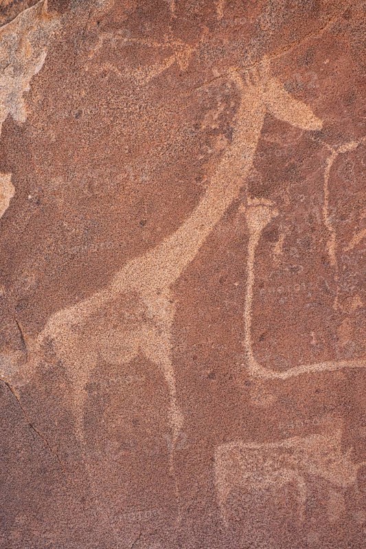 Detail, rock engraving of a giraffe, depictions of animals on a rock slab, lion slab, petroglyphs, rock engravings, Twyfelfontein, Kunene, Namibia