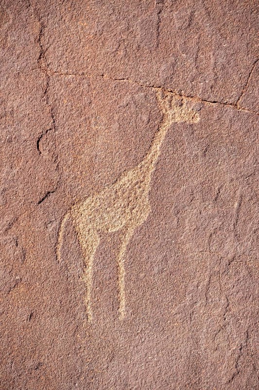 Rock engraving of a giraffe, depictions of animals on a rock slab, rock carvings, rock engravings, Twyfelfontein, Kunene, Namibia