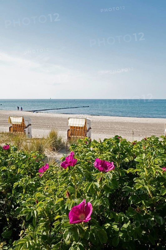 Potato rose, beach chairs, beach, Baltic Sea, Kühlungsborn, Rostock district, Mecklenburg-Western Pomerania, Germany