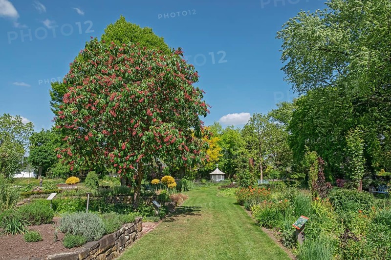 Aesculus pavia (Aesculus pavia), district educational garden, Burgsteinfurt, Münsterland, North Rhine-Westphalia, Germany