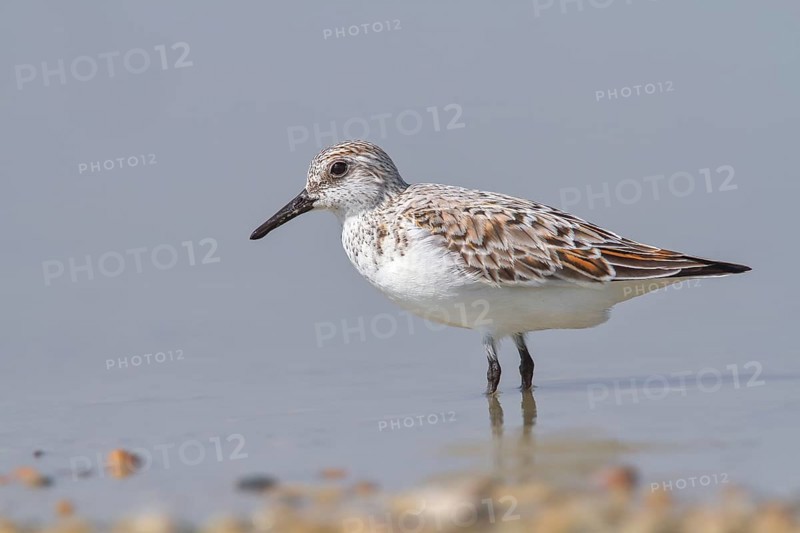 Sanderling (Calidris alba), standing in shallow water, wildlife, nature photography, wading bird, migratory bird, Apetlon, Lake Neusiedl, Burgenland, Austria
