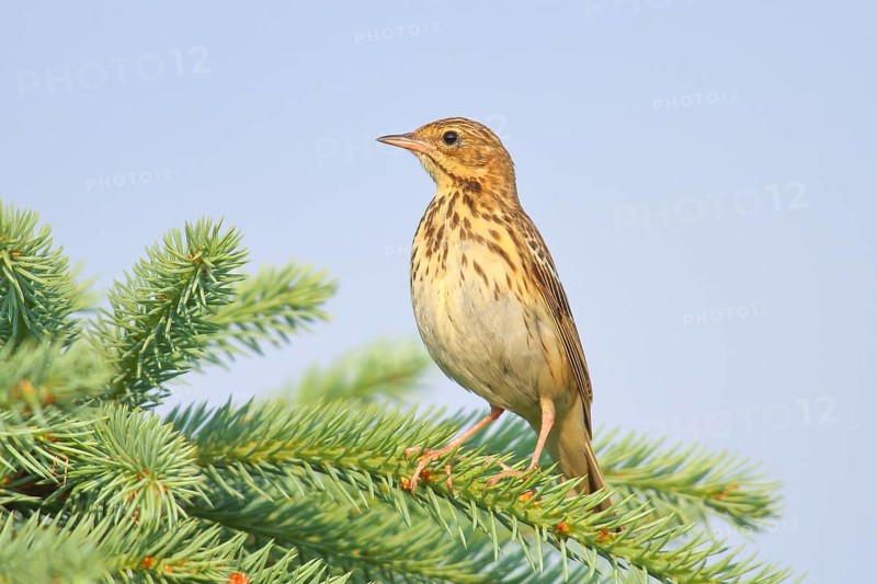 Tree Pipit (Anthus trivialis) adult, sitting on a spruce, Wildlife, Animals, Birds, Migratory bird, Siegerland, North Rhine-Westphalia, Germany