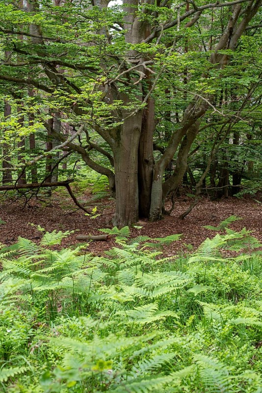 Multi-trunked beech surrounded by young ferns, Prerow, Mecklenburg-Western Pomerania, Germany