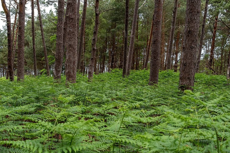 Straight pine forest with dense fern growth, Prerow, Mecklenburg-Western Pomerania, Germany