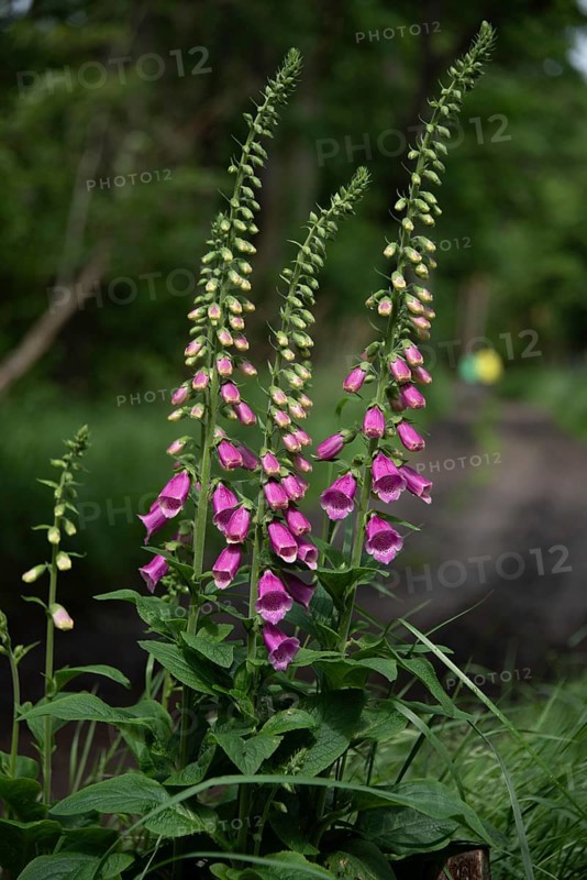 Flowering foxglove in the Darß Forest near Prerow, Mecklenburg-Western Pomerania, Germany