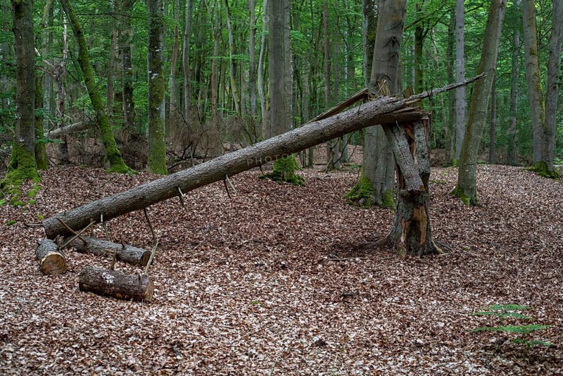 Deadwood in the wild beech forest of the Darß Forest, Prerow, Mecklenburg-Western Pomerania, Germany