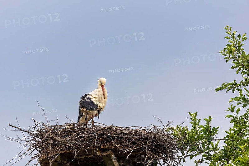 White stork (Ciconia ciconia) sitting in nest, birds, Affenberg Salem, Linzgau, Baden-Württemberg, Germany