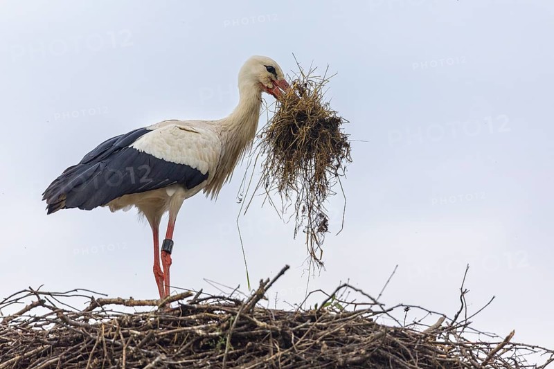 White stork (Ciconia ciconia) bringing nesting material to the nest, birds, Affenberg Salem, Linzgau, Baden-Württemberg, Germany