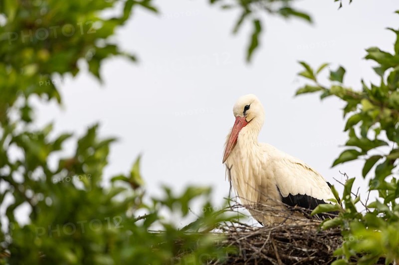 White stork (Ciconia ciconia) on the nest, birds, Affenberg Salem, Linzgau, Baden-Württemberg, Germany