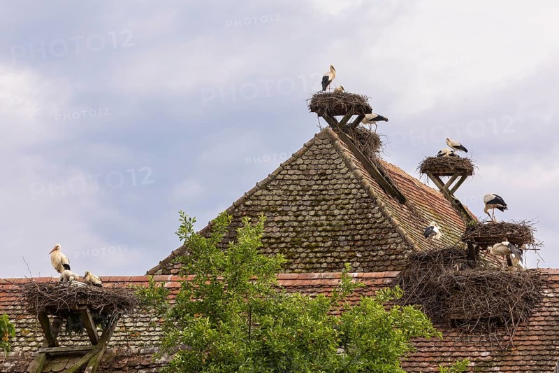 White stork (Ciconia ciconia), many stork nests on the roof of a house, birds, Affenberg Salem, Linzgau, Baden-Württemberg, Germany