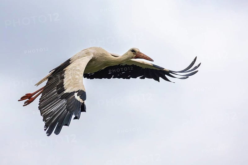 White stork (Ciconia ciconia) flying, birds, Affenberg Salem, Linzgau, Baden-Württemberg, Germany