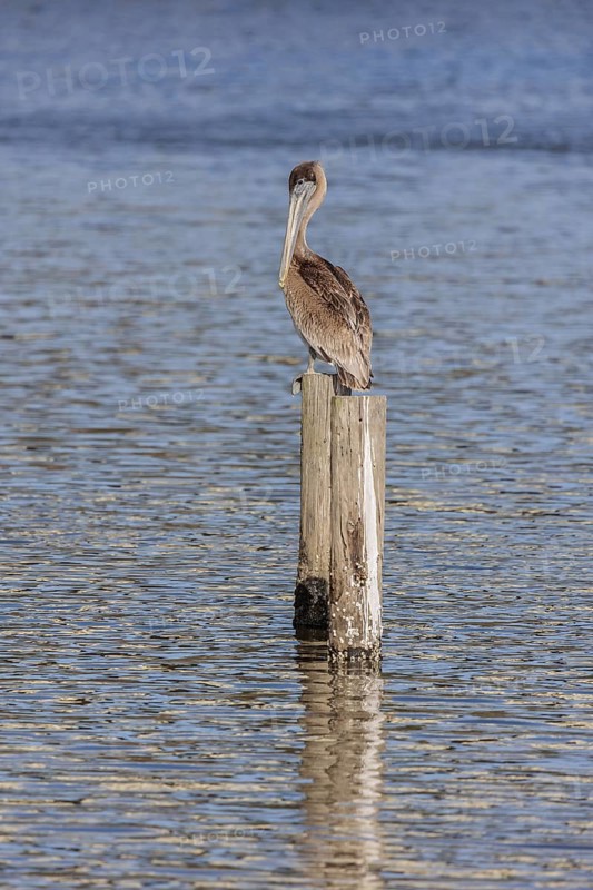 Juvenile brown pelican (Pelecanus occidentalis) perched on a wood piling in Alabama, USA