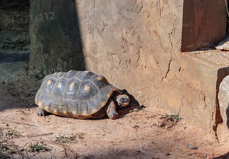 Tortise in captivity at the Alabama Gulf Coast Zoo in Gulf Shores, Alabama, USA