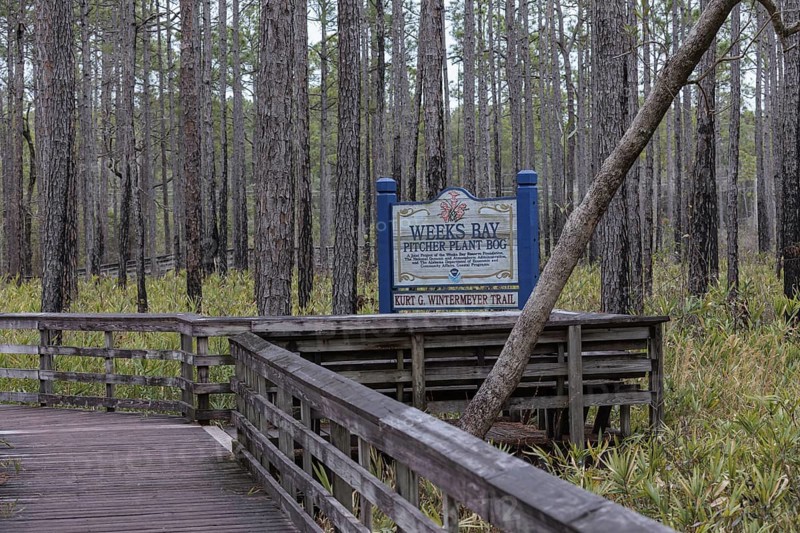 Kurt G. Wintermeyer Trail sign posted at the Weeks Bay Pitcher Plant Bog near Fairhope, Alabama, USA