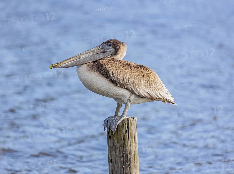 Juvenile brown pelican (Pelecanus occidentalis) perched on a wood piling in Alabama, USA