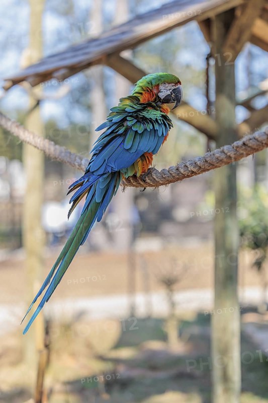 Harlequin Macaw at the Alabama Gulf Coast Zoo in Gulf Shores, Alabama, USA