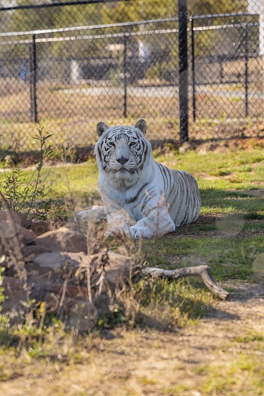 White Bengal tiger at the Alabama Gulf Coast Zoo in Gulf Shores, Alabama, USA