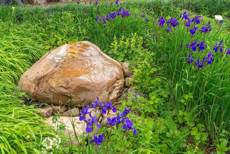 Church and Bible garden of St Crucis Church, Bad Sooden, Allendorf, Allendorf district, symbol for paradise garden with biblical flora, flowing water over stone, water source, Bible, John 4-13, Jacob's ladder (Polemonium caeruleum), Genesis, 28-12, Werra-Meissner district, Hesse, Germany