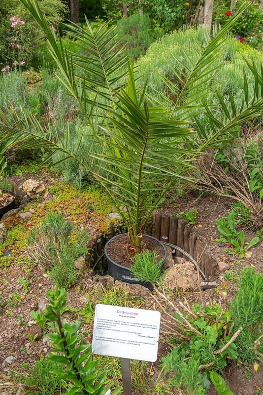 Church and Bible garden of St Crucis Church, Bad Sooden, Allendorf, Allendorf district, symbol of paradise garden with biblical flora, date palm (Phoenix dactylifera) Bible, John 12, Werra-Meissner district, Hesse, Germany