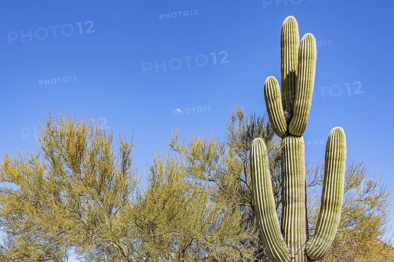 Moon in the sky next to a saguaro cactus at the Organ Pipe Cactus National Monument in southern Arizona, USA