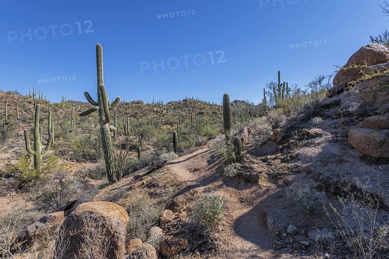 Hiking trail winding between saguaro cacti at the Organ Pipe Cactus National Monument in southern Arizona, USA