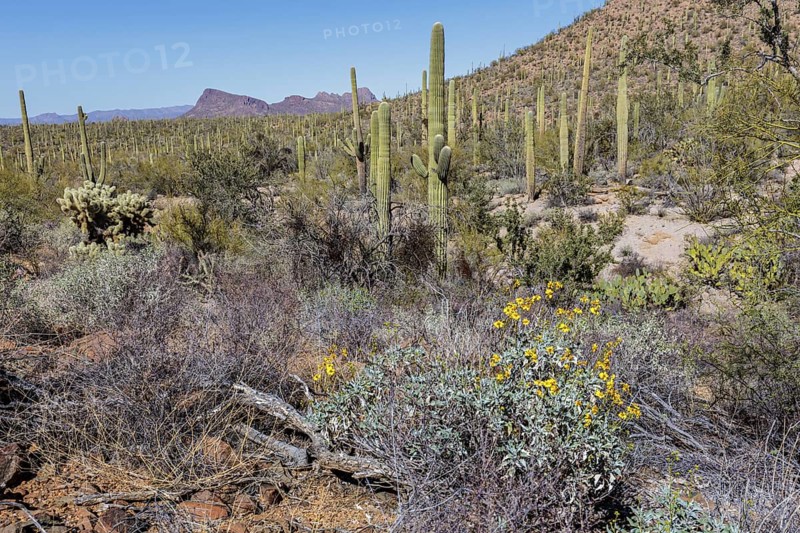 Desert wildflowers and various types of cacti along a trail at the Organ Pipe Cactus National Monument in southern Arizona, USA