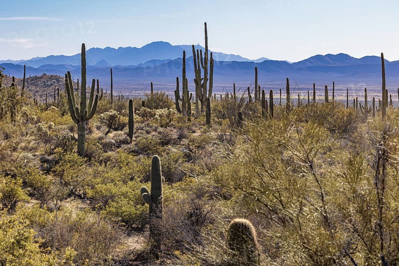 Evening light on saguaro cacti at the Organ Pipe Cactus National Monument in southern Arizona, USA