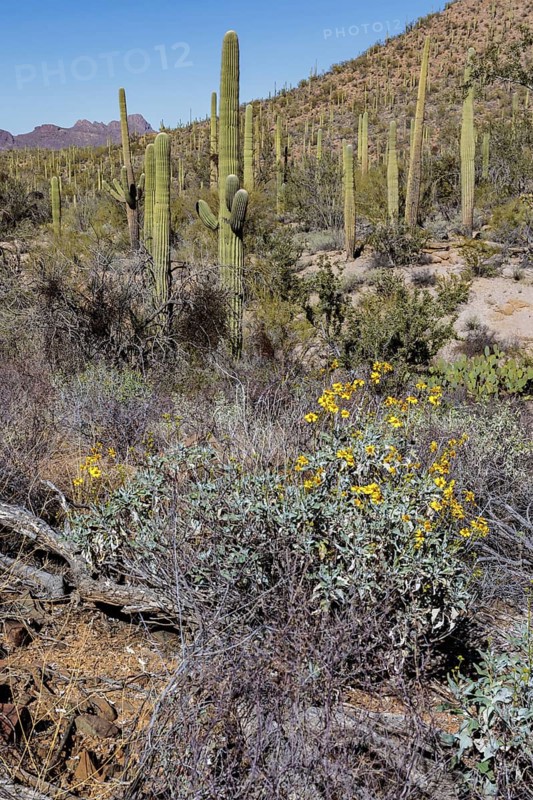 Desert wildflowers and various types of cacti along a trail at the Organ Pipe Cactus National Monument in southern Arizona, USA