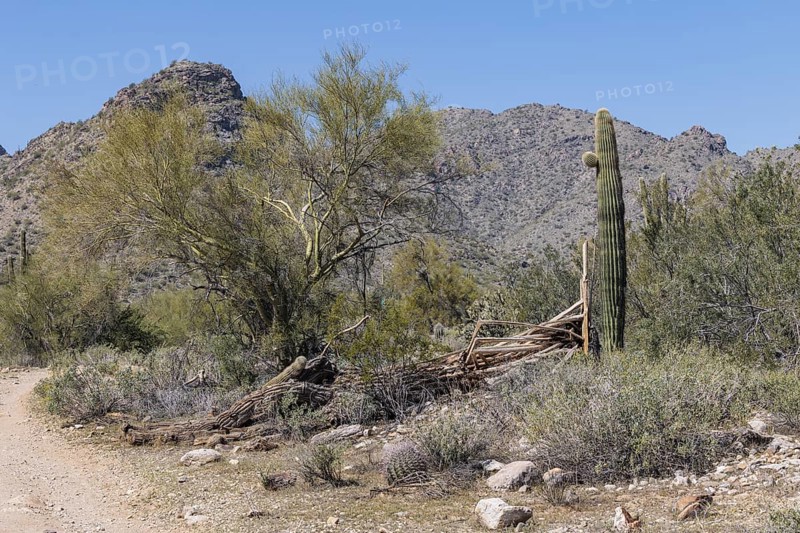 Skeleton of a dead Saguaro (Carnegiea gigantea) cacti at the White Tank Mountain Regional Park in Phoenix, Arizona, USA