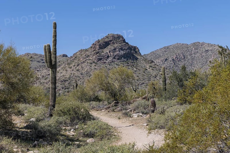 Hiking trail through the desert vegetation at the White Tank Mountain Regional Park in Phoenix, Arizona, USA