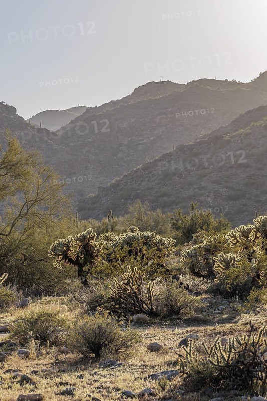 Saguaro (Carnegiea gigantea) cacti backlit by the evening sun at the White Tank Mountain Regional Park in Phoenix, Arizona, USA