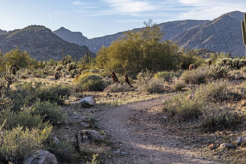 Hiking trail passes a variety of native cacti at the White Tank Mountain Regional Park in Phoenix, Arizona, USA