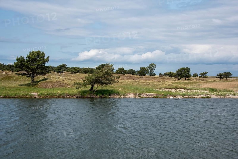 Quiet former emergency harbour with grassy shores and scattered trees under a cloudy sky, Prerow, Mecklenburg-Vorpommern, Germany