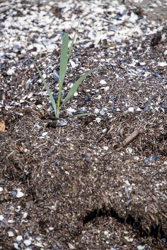 Close-up of a solitary plant in sandy soil, surrounded by mussel shells, Prerow, Mecklenburg-Vorpommern, Germany