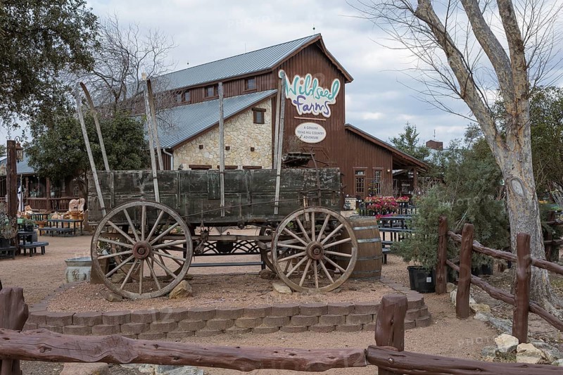 Antique covered wagon on display at the Wildseed Farms nursery in Fredericksburg, Texas, USA