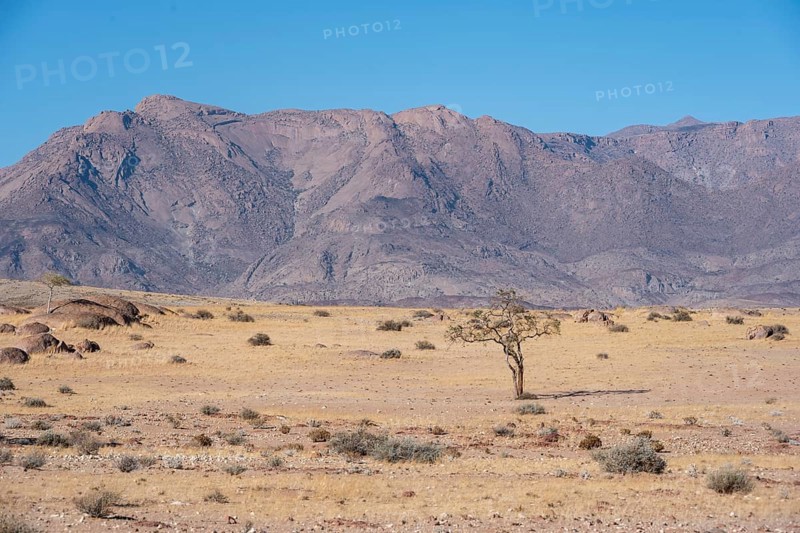 Dry landscape in front of the Brandberg, Damaraland, Namibia