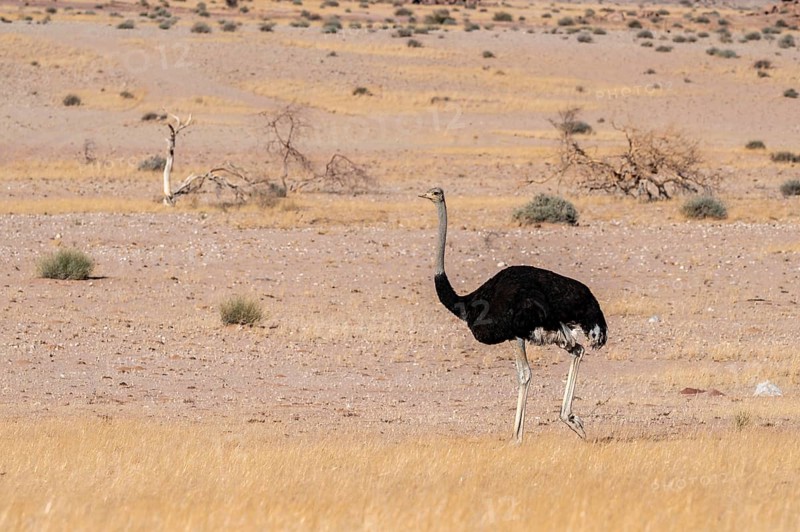 Common ostrich (Struthio camelus) in dry landscape, Damaraland, Namibia