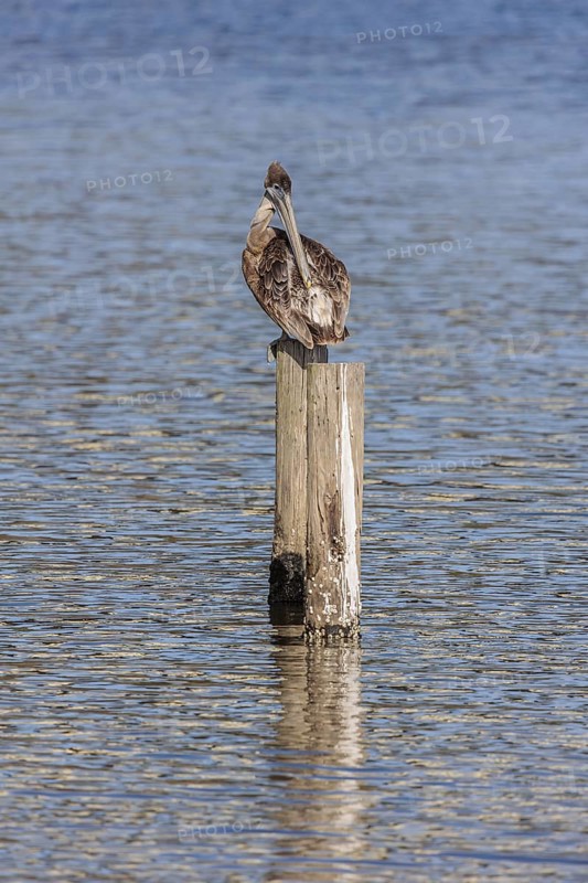 Juvenile brown pelican (Pelecanus occidentalis) perched on a wood piling in Alabama, USA
