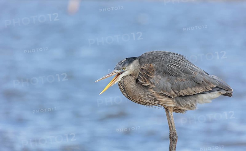 Close up of a great blue heron perched on a sea wall in Florida, USA