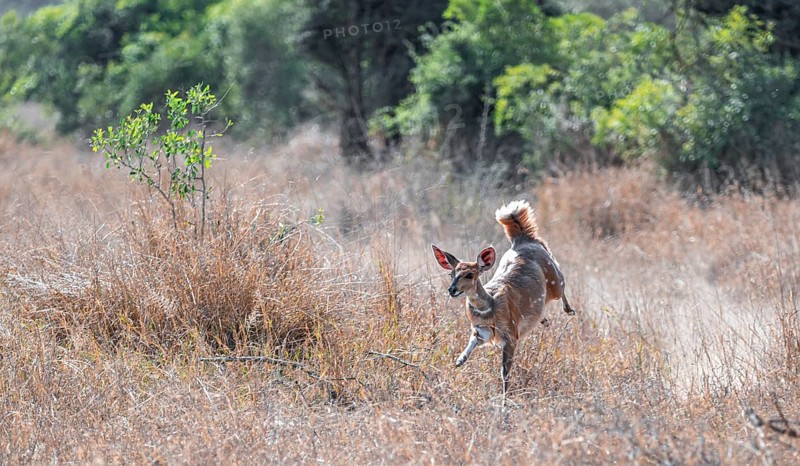 Bushbuck (Tragelaphus scriptus) jumping, flight behaviour, Kruger National Park, South Africa