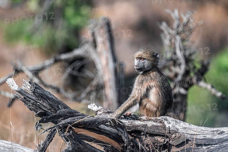 Bear baboon (Papio ursinus), young sitting on a tree trunk, Kruger National Park, South Africa