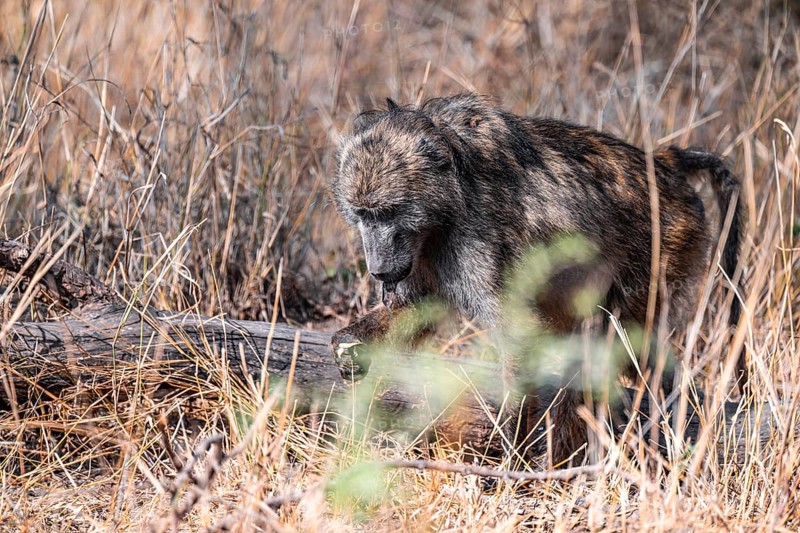Bear baboon (Papio ursinus), adult, in dry grass, foraging, Kruger National Park, South Africa