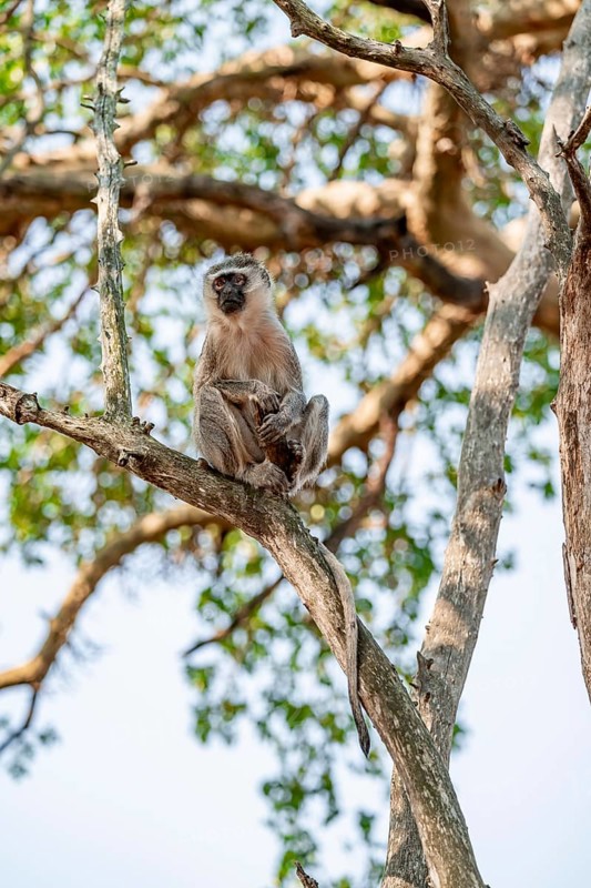 Southern vervet monkey (Chlorocebus pygerythrus) sitting on the branch of an acacia tree, Kruger National Park, South Africa