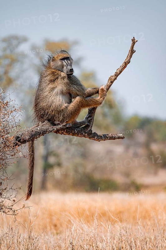 Bear baboon (Papio ursinus) sitting on a branch, Kruger National Park, South Africa