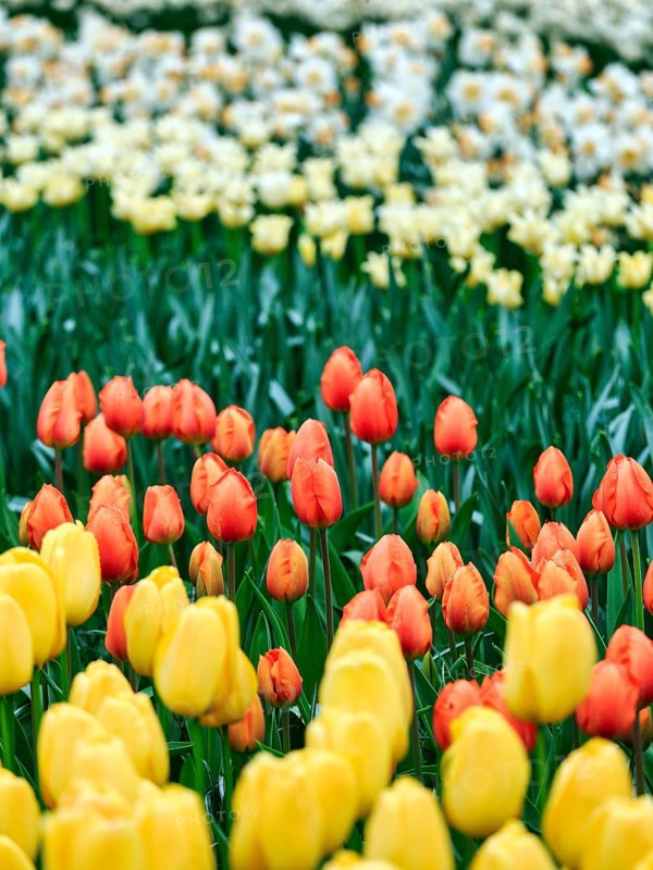 Different coloured tulips (Tulipa), colourful tulip bed, Keukenhof gardens, Lisse, Bollenstreek, South Holland, Netherlands