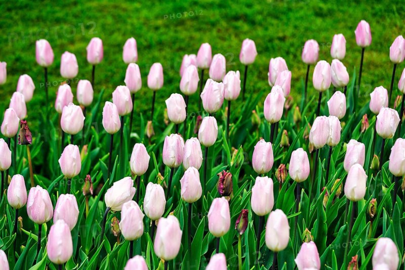 Pink tulips (Tulipa) in a flower bed, Keukenhof Gardens, Lisse, Bollenstreek, South Holland, Netherlands
